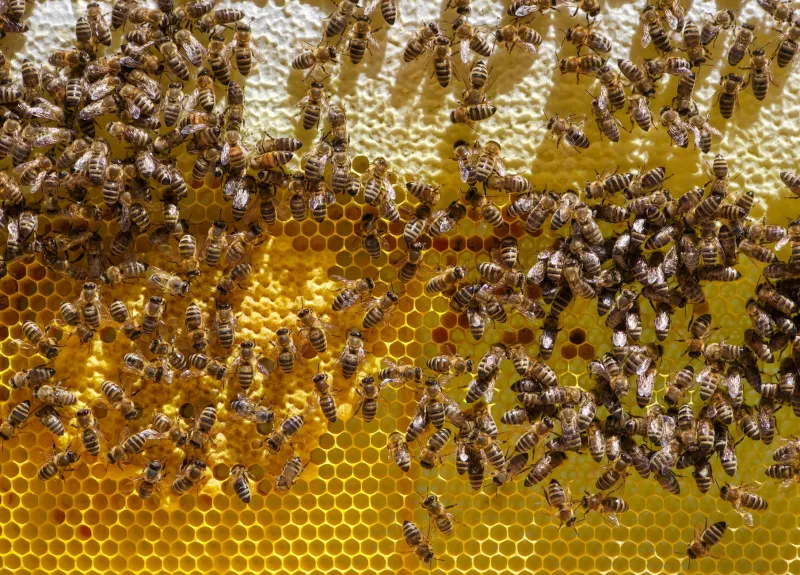 What Bees, Cats, and Nature's Other Hummers Know About Calm (That We Forgot)
